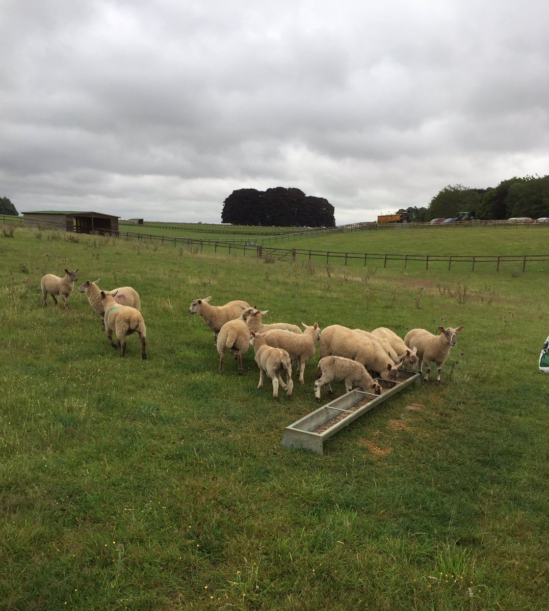 OTbeingme's tweet photo. This week’s blog is on #ChildDevelopment #nature and #grossmotorskills You can read it at https://t.co/MJwa2zP8zI Had a great day also with @FarmAbility helping feed the tween lambs which ended with a rainbow 🌈 https://t.co/6p2YB3CBb3