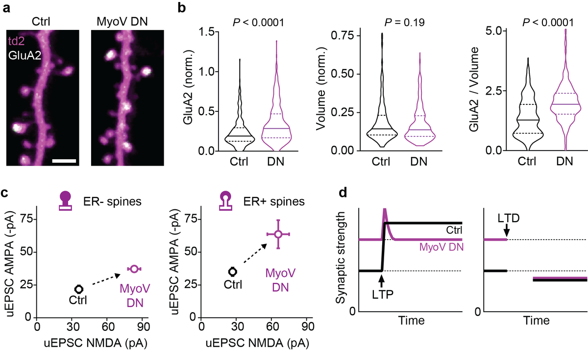 AlbertoNeuro's tweet photo. We wondered whether basal synaptic strength was altered in those neurons with impaired ER dynamics. Distribution of SEP-GluA2 showed enhanced spine enrichment of AMPA receptors. Two-photon glutamate uncaging on individual spines revealed higher AMPA and NMDA currents. (9/10) https://t.co/ZBaEvFb8Z0