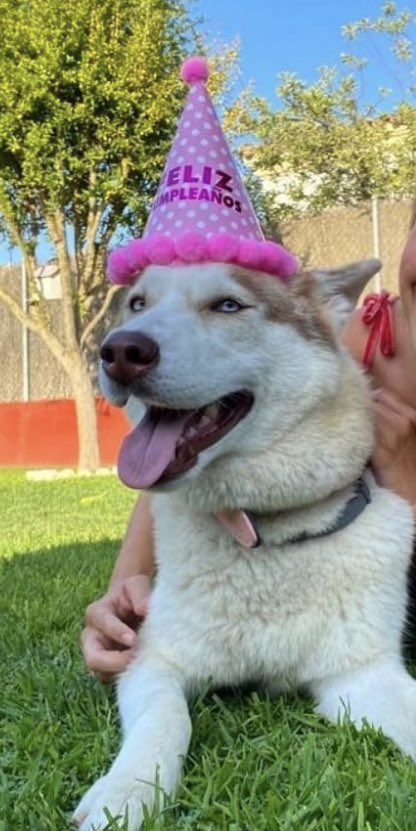 itssyaaraabi_'s tweet photo. Mi perra ha desaparecido hoy 31 de julio a las 11 de la noche en el puerto de Santa Maria, Cadiz, (por la zona de cuatro pinos) es un husky albino, se llama layla, con ojos azules, es muy pequeña solo tiene un año agradecería toda la difusión posible😭😭🙏🏼 https://t.co/0h9kSnBdV6