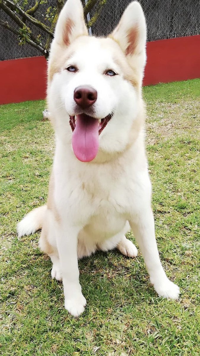 itssyaaraabi_'s tweet photo. Mi perra ha desaparecido hoy 31 de julio a las 11 de la noche en el puerto de Santa Maria, Cadiz, (por la zona de cuatro pinos) es un husky albino, se llama layla, con ojos azules, es muy pequeña solo tiene un año agradecería toda la difusión posible😭😭🙏🏼 https://t.co/0h9kSnBdV6