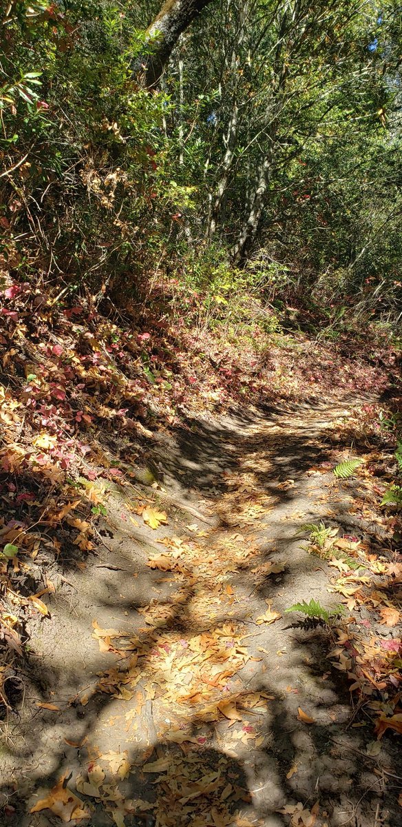 FlowervineMom's tweet photo. I'm loving the autumn maple leaves everywhere on my runs, the mountain is preparing. 
#natureeducator #mtdiablo #trailrunner #mountainrunner #autumnal #running #contracosta #running #trailworld https://t.co/xR1ziZdrCV