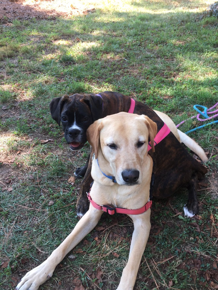 @tedfujimoto Hi MowieWowie! I’m Bruce- 5 year old Yellow Lab and my sister, Friede is a Brindle Boxer who is 17 weeks old. Friede means peace in German. My parents named her that because we need more peace in the world!