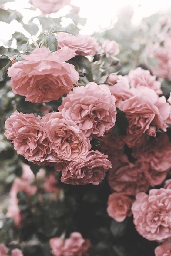 rdy4lov's tweet photo. ୭̥⋆*｡
                        𝗌𝗎𝗇𝖿𝗅𝗈𝗐𝖾𝗋𝗌 https://t.co/jaMDoJdumW