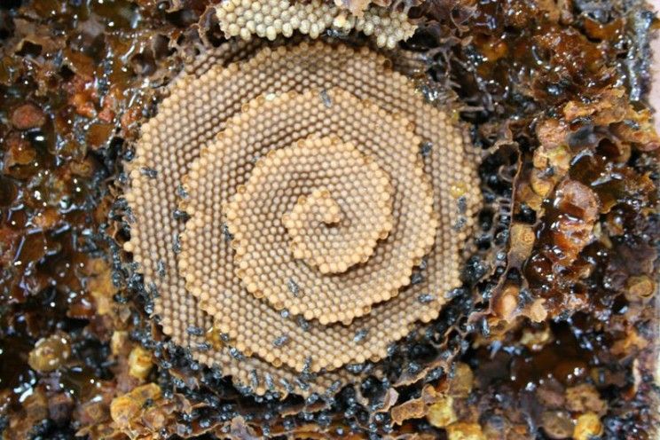ScienceAlert's tweet image. Bees build in spirals! And their honeycomb structures have a lot in common with crystals. A few basic localised bee behaviour rules create the same mathematical pattern as the forces arranging crystal molecules. Isn't that amazing? 💎 🐝 
​
​📷 : Tim Heard