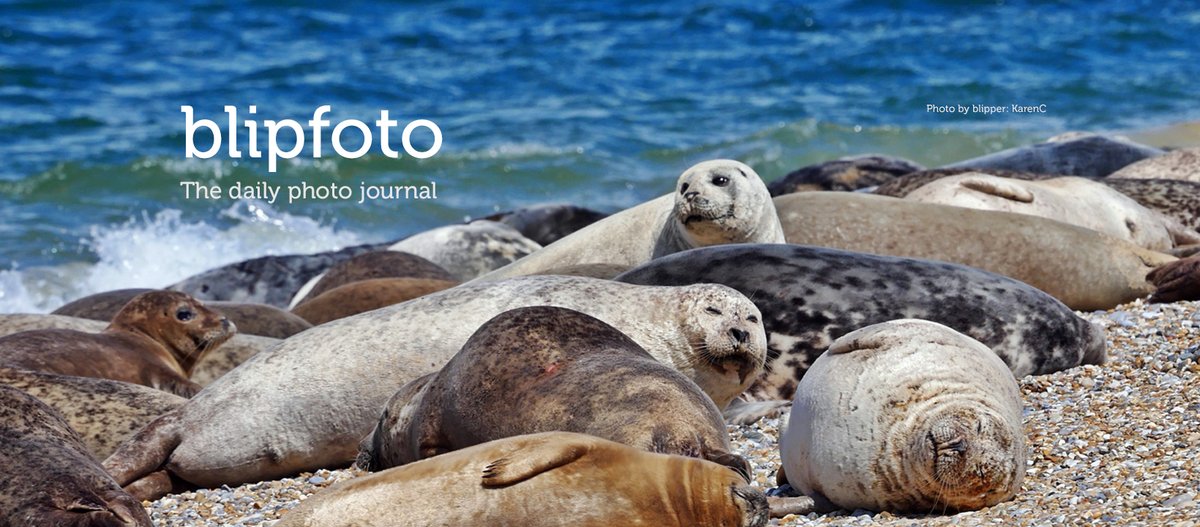 Blipfoto's tweet photo. It's Friday and time for our new #BCSplash!
We love the colours and composition as well as those cute seals in this gorgeous photo by #blipper KarenC taken at Blakeney Point, Norfolk in England.
Join in the fun here: https://t.co/3zcLnivgJG
#Blipfoto #SaveYourLife #OneDayAtaTime https://t.co/mIaUsWNZ0V