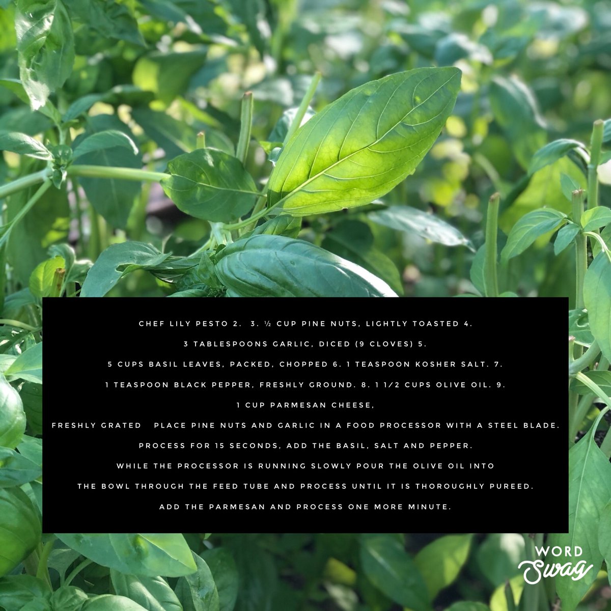 PlymouthPlace's tweet photo. Our culinary garden is brimming with fresh basil. We just happen to think pesto is the best way to enjoy this abundance of basil. Enjoy Chef Lily’s special pesto recipe. Now please excuse us, we have some pesto pasta to eat! https://t.co/IIN8Uw8PG3