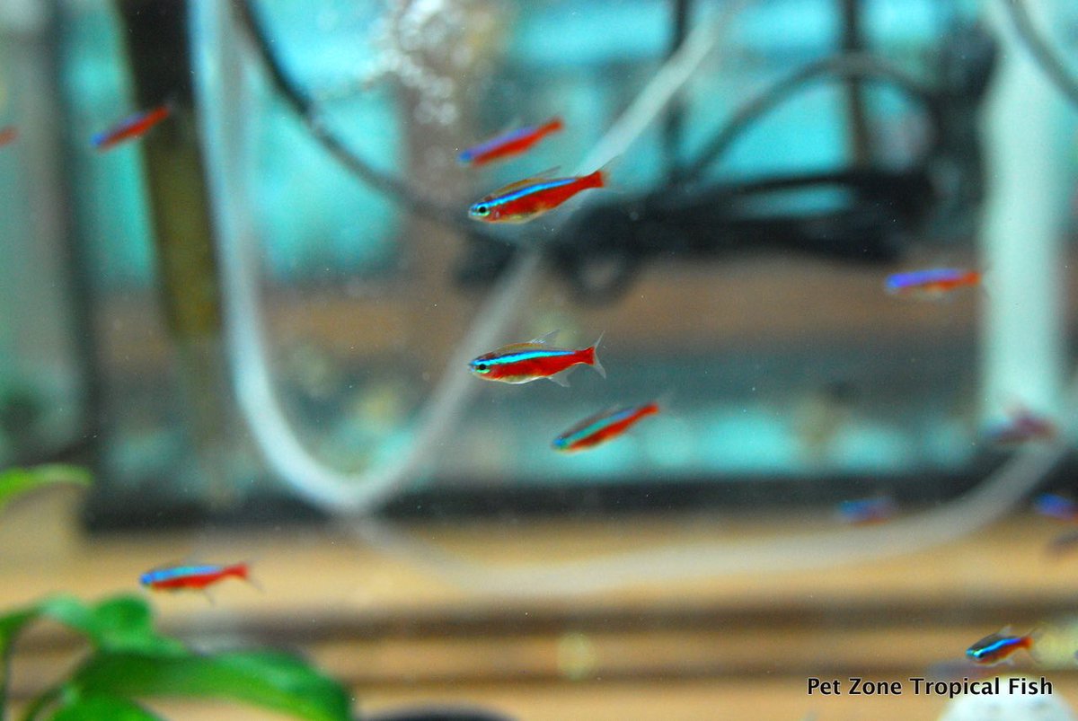 Pet Zone Tropical Fish tweet media