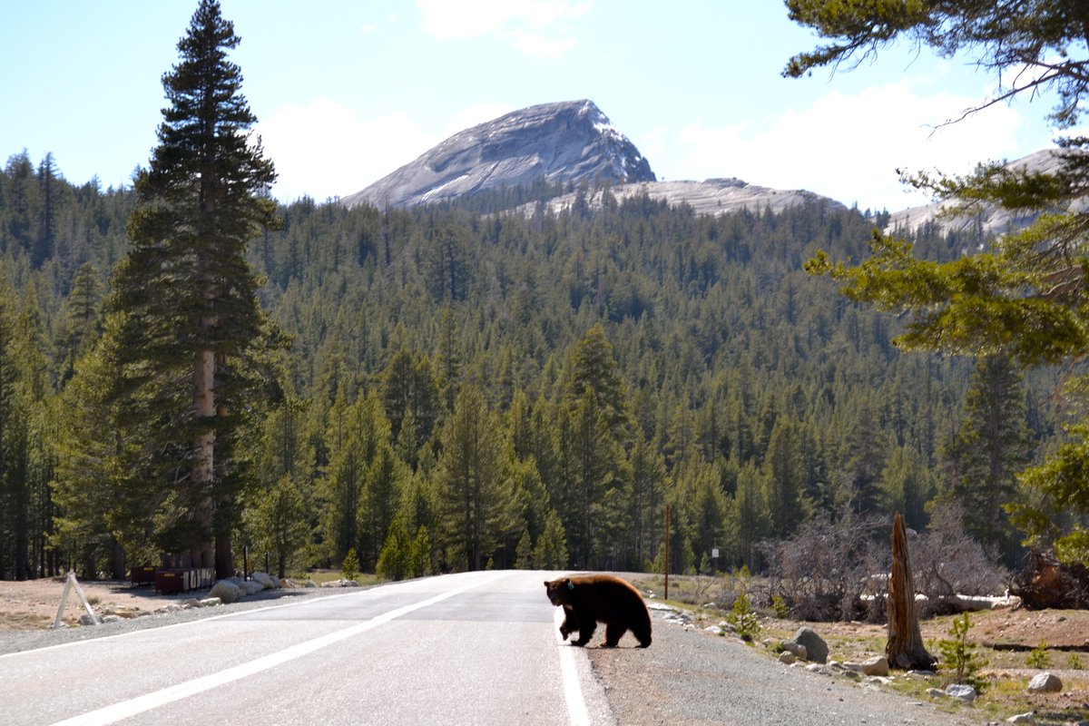 Help protect our bears by not speeding in the park! 

In the last three weeks, at least four bears were hit by cars in Yosemite, at least two of which were killed. Read the full story on the Bear Team Blog at go.nps.gov/16r66l.

Learn more at keepbearswild.org.