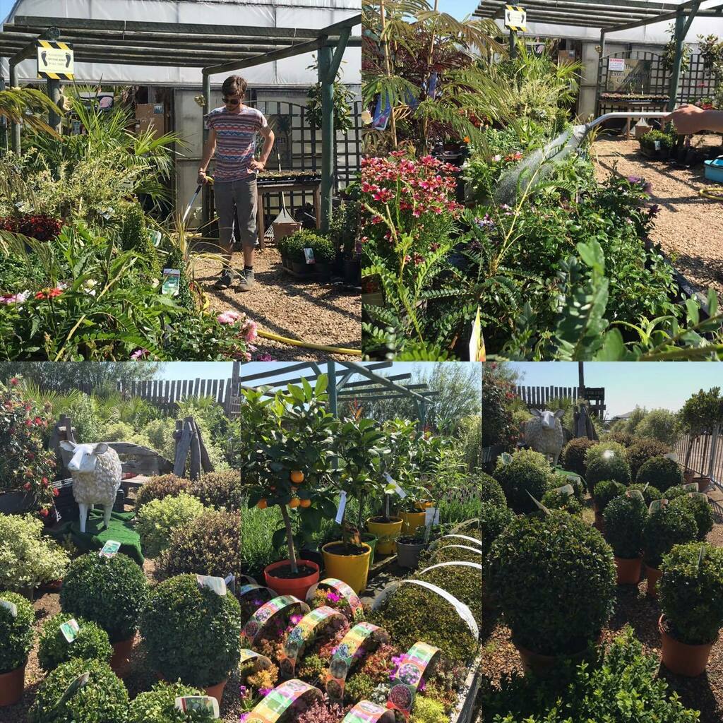 Exoticgardenco's tweet image. Plant stock being watered &amp;amp; feed , livestock amongst specimen plants #pittosporum, #boxballs, #olives, #baytrees, etc. #Aldeburgh, #Southwold, #Lowestoft, #Halesworth, #Framlingham, #WickhamMarket, #ChooseWoodbridge, #Kesgrave, #Felixstowe, #Ipswich. Fol… instagr.am/p/CDUkXR7j1es/