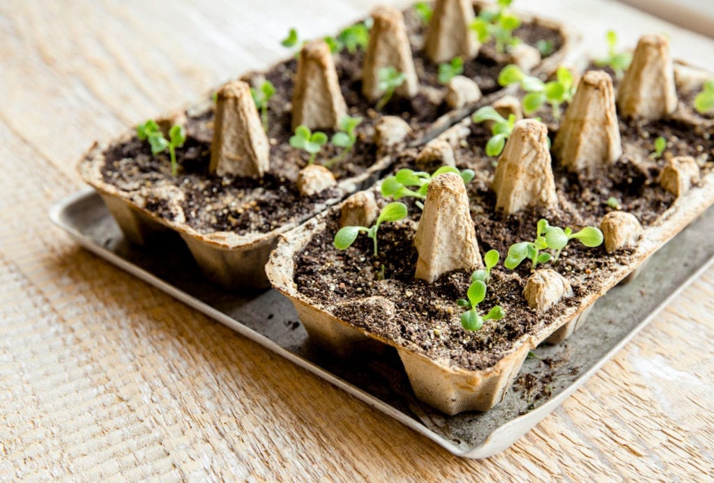 DIY egg carton seed tray! 🌱 It's inexpensive, environmentally friendly, and portable! Click here to create your own this summer! gardeningknowhow.com/garden-how-to/…