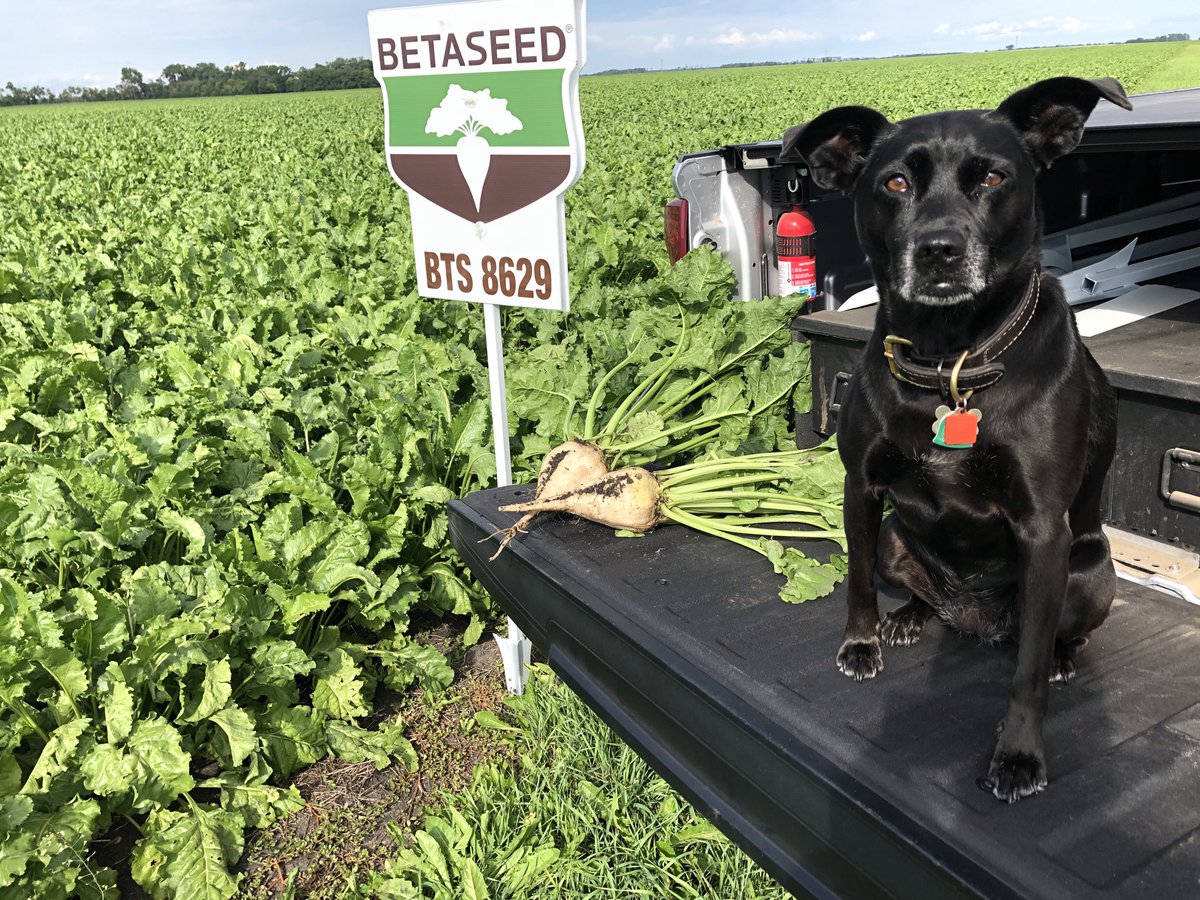 JohnSamdahl's tweet photo. Signing fields with my shaggy copilot.  Happy Friday! https://t.co/3CIfjXzoOk