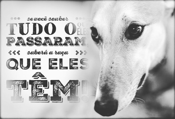 cheiosderaca's tweet photo. Parabéns, vira-lata!
#diadoviralata https://t.co/os3h4N0ZnY