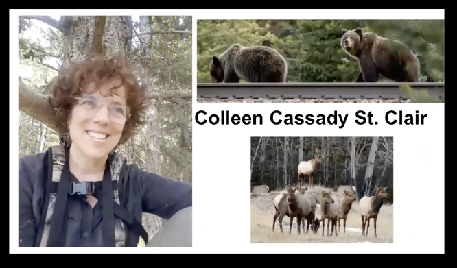 ConservBehavior's tweet photo. Congratulations to Colleen Cassady St. Clair, winner of the first annual Richard Buchholz Conservation Behavior Award for her outstanding contributions to the integrative field of Conservation Behavior!! #ABS2020 @AnimBehSociety https://t.co/Lt5fQbWMPA