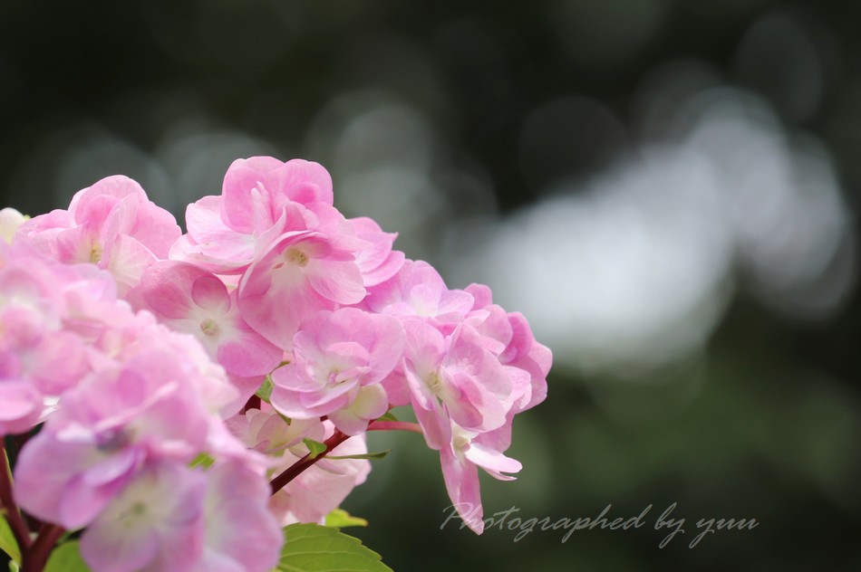 #紫陽花 #ＲＴ歓迎 

おはようございます♪
俺が育ててる紫陽花

#相互フォロー #庭の花 #写真垢
#花好き #写真好き #今日の一枚 
#おはよう #独り言 #黒軸紫陽花 
#hydrangea #アジサイ #快調 #flower
#ひとりごと #花のある生活 #flowers