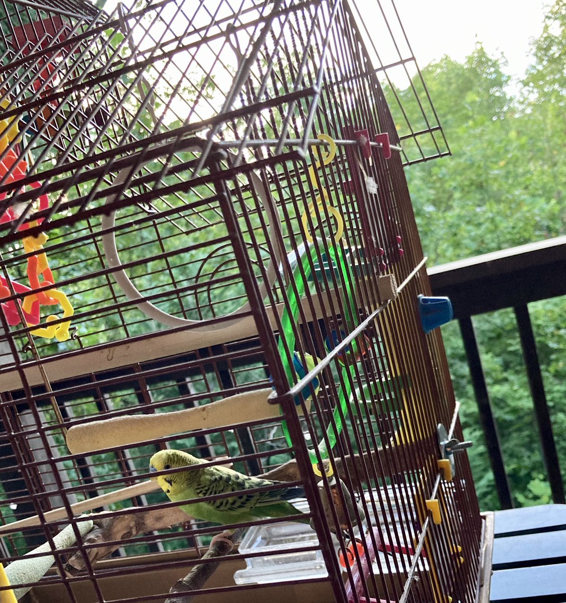 #scbwibird Writers &amp; Ilustrators: Do you have a favorite animal companion while you work? Love our group tag because my writing buddy is my parakeet, “Elfy”(who even joined us on our mountain vacation!) He became ours 8 years ago when he was my twins’ preschool pet and we bonded.