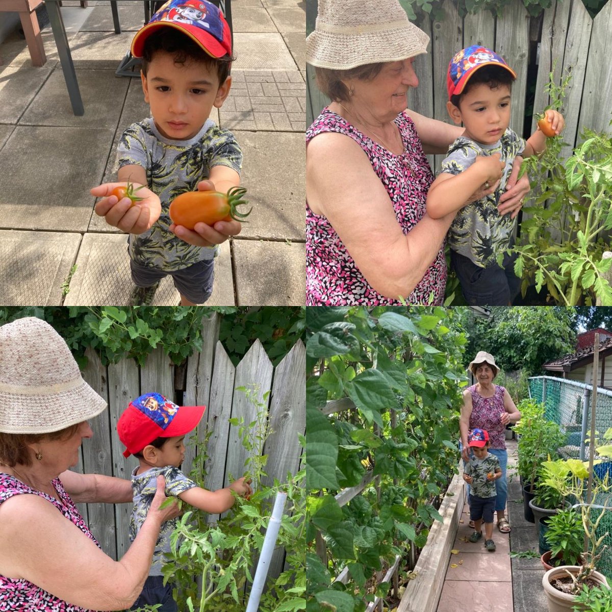 MyBrampton's tweet photo. Our 2 year old finally spending time with his great grandmother. Learning the value of food and growing your own. #Brampton #Canada #Gardening #nonna #Italian #SriLankan #Tamil https://t.co/ElApZzZgHz