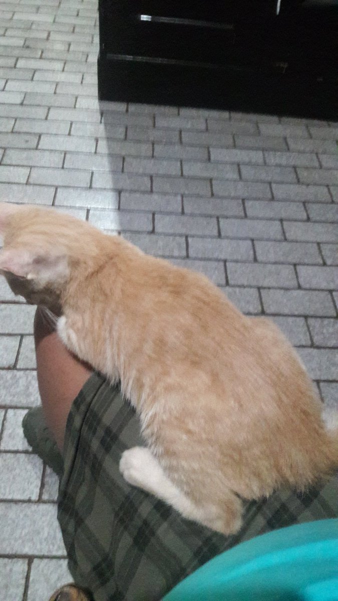 Ini chocolate family allbase <a href="/bintik_/">bintik</a> habis sarapan langsung nangkring