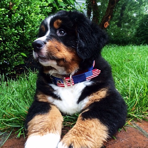 Your dog will be wagging for days wearing this needlepoint Smathers &amp; Branson American flag collar. 🐶🇺🇸 

#Preppy #Patriotic #Dogs