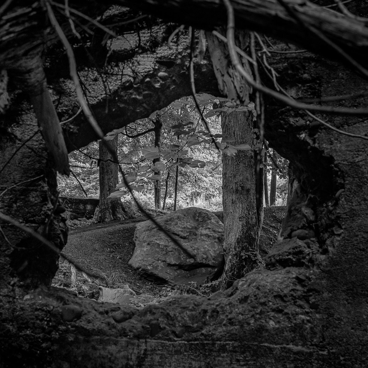 Susieforrester's tweet photo. #entering #blackandwhitephotography #nature #goinginside https://t.co/YHjoK3w4Jo