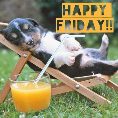 Happy Spa Dogs tweet media