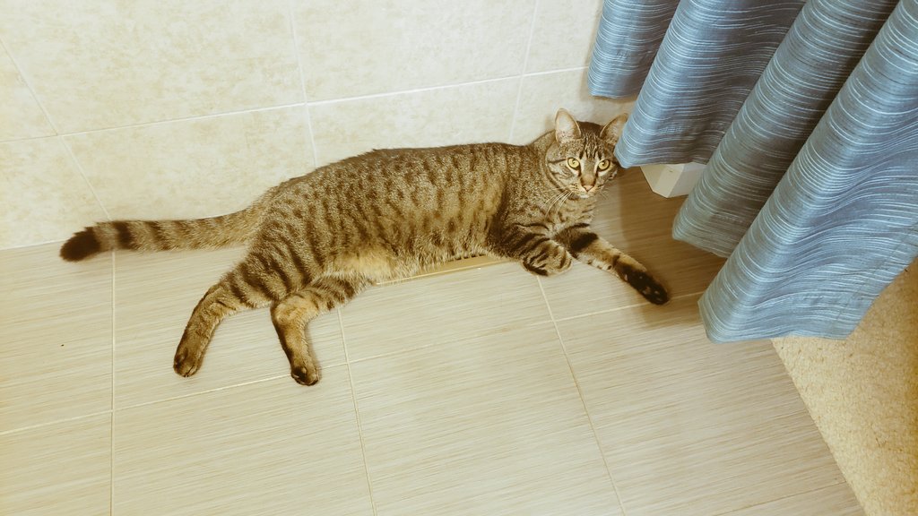 astic_cat's tweet photo. Byou says it's a lay directly on top of the vent with the AC blasting kind of day..  I happen to agree!!!
#CatsOfTwitter #Cats #Cat #CrazyCats #SummerHeat 
#CatsAreSmarterThanHumans
#CanIJoinYou #Ocicat https://t.co/4NBtXNCbrz