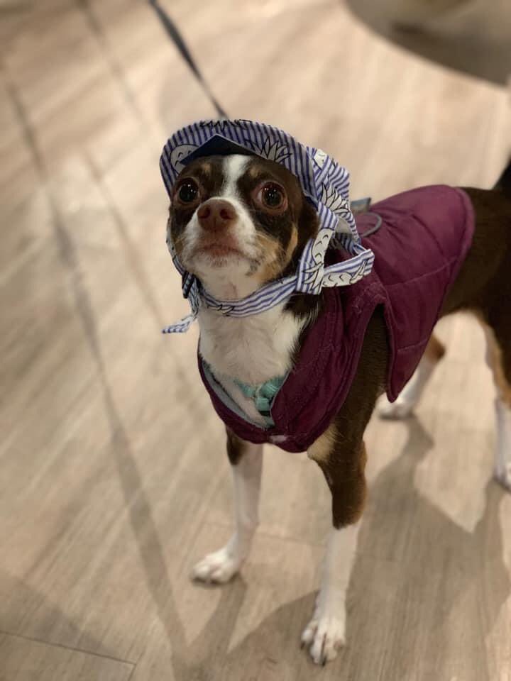 KaitWells's tweet photo. This one’s for all of the mutts out there! Happy #NationalMuttDay! #pets #dogs #dogsoftwitter #SuttonButton https://t.co/SnHW6p38HS