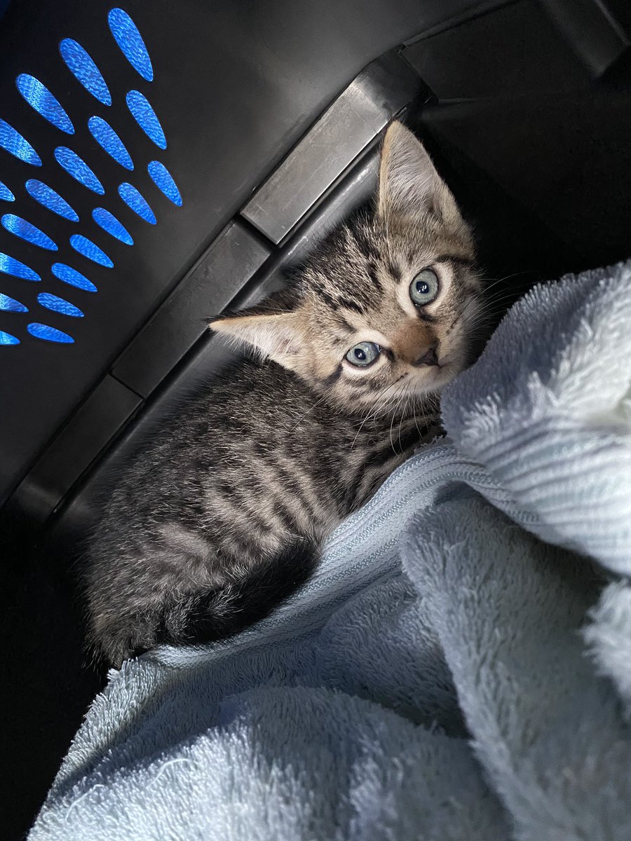 Just caught another kitten... looks like I’m fostering two cats now 