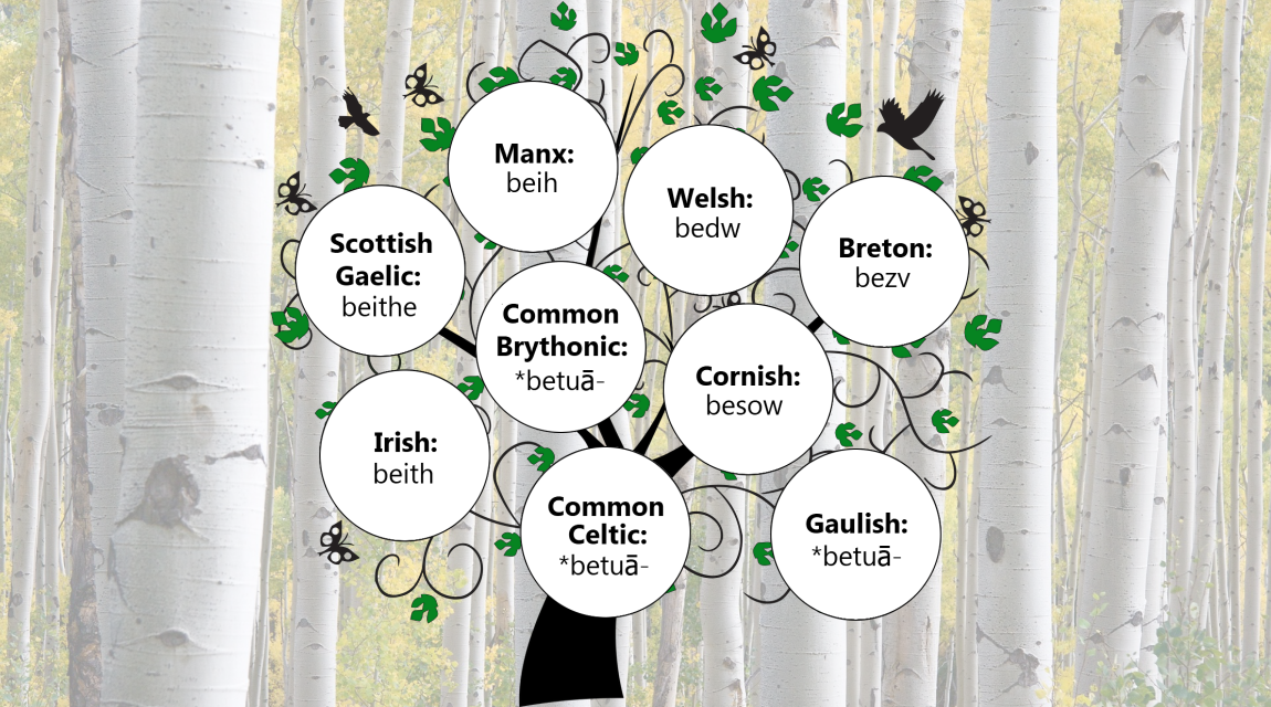 🌳🌳 The word for 'birch' in various Celtic languages:

Breton: bezv
Common Brythonic: *betuā-
Common Celtic: *betuā-
Cornish: besow
Gaulish: *betuā-
Irish: beith
Manx: beih
Scottish Gaelic: beithe
Welsh: bedw