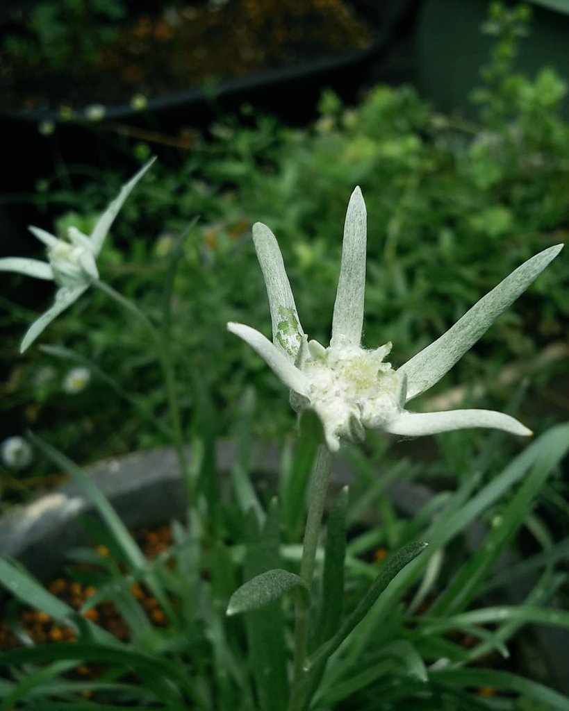 ウスユキソウ 花言葉