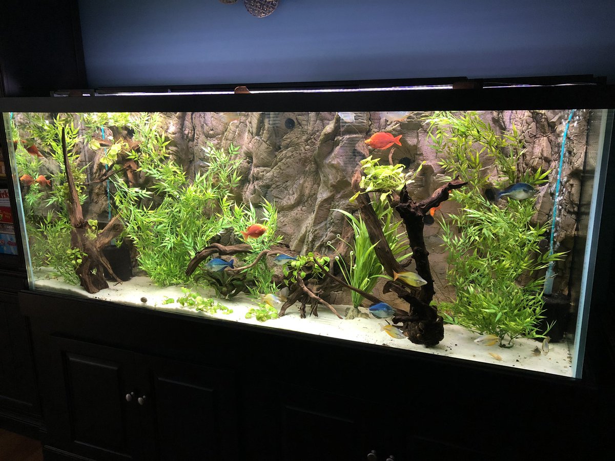 neondragonart's tweet photo. Fishy fubar: I introduced 30 juvenile cherry barbs to my aquarium. I thought that they were too large for the rainbow fish to eat. One night after combining them, I no longer have a single cherry barb. They disappeared overnight. I could not rescue a single one. :-( #fishfail https://t.co/BVo59k0e2H