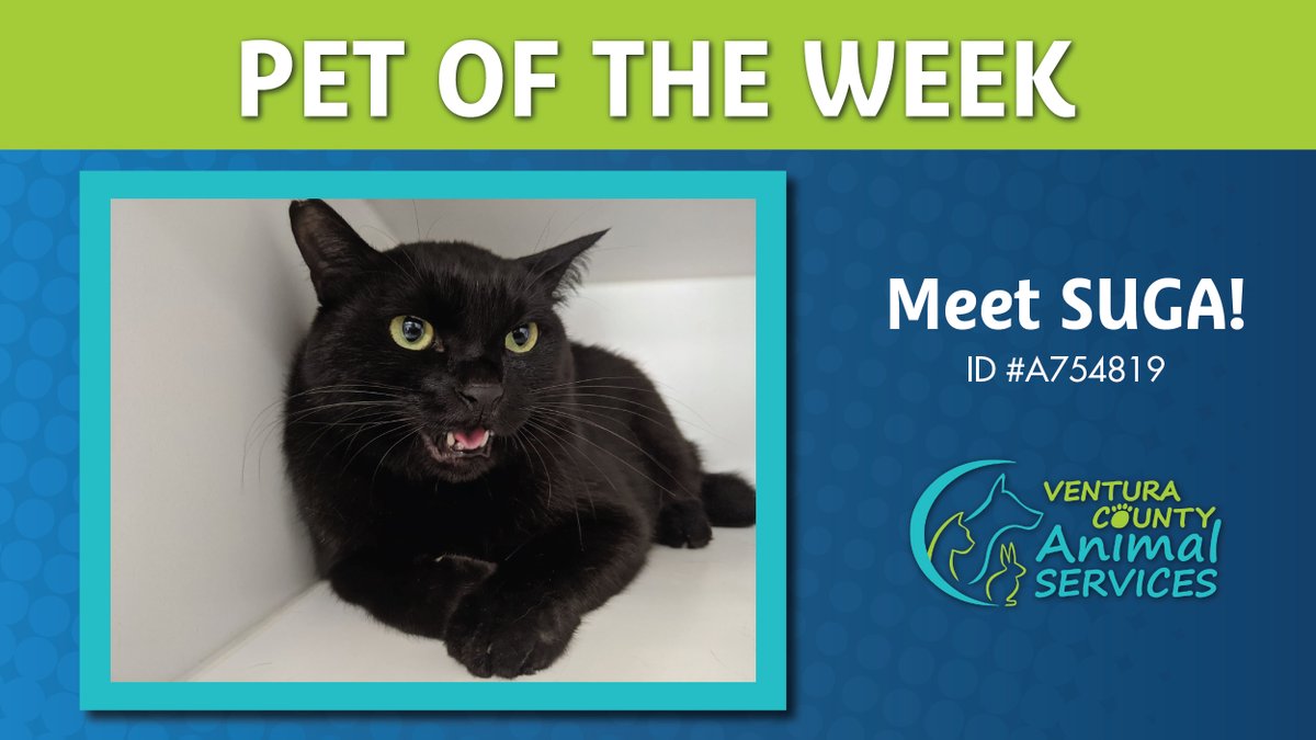 myvccu's tweet photo. It's the @VCAnimalService #PetoftheWeek! Suga is a 4 year old, male, #JapaneseBobtail 🐈‍⬛. He is shy, but quite the talker and is used to living with other animals. If you think Suga might be your match, visit https://t.co/puE1YSihtL to learn more! ID #A754819 https://t.co/JbiGRjLDTe