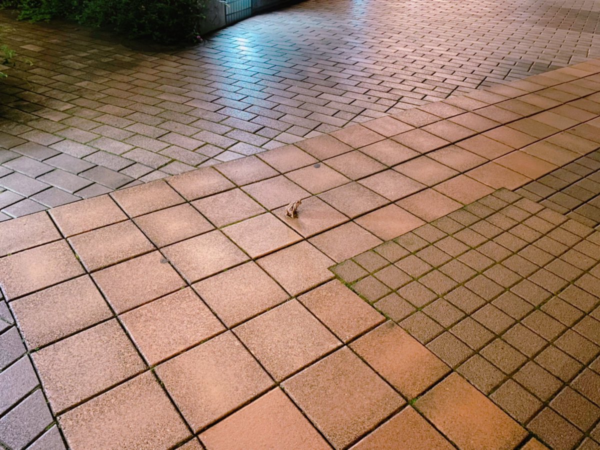 kunimotomika's tweet photo. 昨夜、赤坂の歩道にカエルが佇んでいた。
🐸「梅雨は終わりか…」
と、物思いにふけっていました。
関東や東海も、もう夏本番ですね🌞
#映えない写真 https://t.co/Hcr0tUtnV3