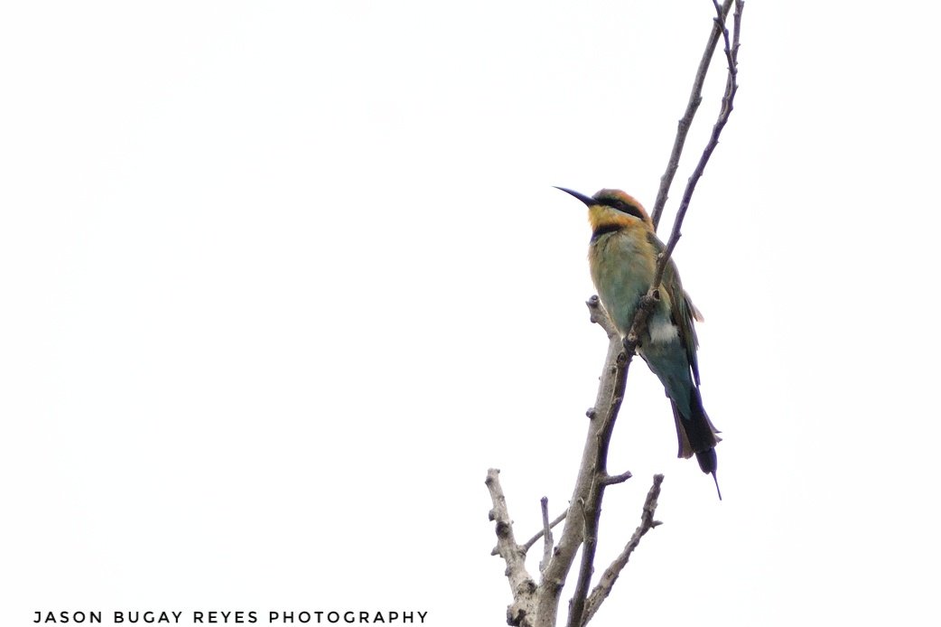 jasonbugayreyes's tweet photo. Got the vagrant Rainbow Bee-Eater at Tg. Aru Beach with the gang today #kkcity #sabah #birds #birdsofborneo #nature #wildlife #exploresabah

#Digiscoping with #SwarovskiOptik STX95 + Nikon V1 ~ 2430mm

#SwarovskiOptikAmbassador
#SeeTheUnseen
#onewithnature
#birdguides https://t.co/NPIREKZ7MI