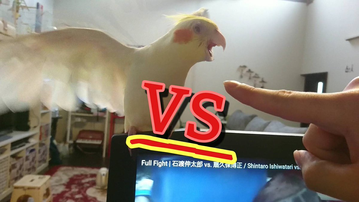 We hope you like our new video! 
新しい動画をアップしました!是非見てみて💕🐦🐥
#birds #naughtypets #オカメインコ #いたずらっ子 
.
youtu.be/FGDDxLz9MiA