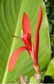 Agridemain's tweet photo. #innovation à La Réunion : production de #Canna indica (#conflore) avec une commercialisation originale. Valorisation maximale des potentiels locaux https://t.co/Em8HEkK04C #agriculture #outremer https://t.co/6it1xytHHF