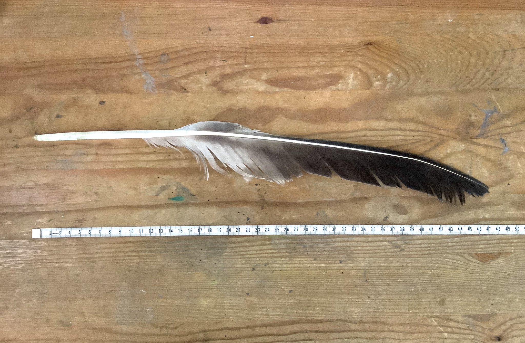 ひるね 野鳥生活 道東でオジロワシの羽をひろったことで 野鳥の羽の拾得にまつわる法律についてちゃんと学んでいなかったので復習してみました 少し長くなりますが 鳥の羽好きな方はぜひ読んでください コメント欄につづく T Co Dp7nfxq5mn ひるね 野鳥生活 道東でオジロワシの羽をひろったことで 野鳥の羽の拾得にまつわる法律についてちゃんと学んでいなかったので復習してみました 少し長くなりますが 鳥の羽好きな方はぜひ読んでください コメント欄につづく T Co Dp7nfxq5mn