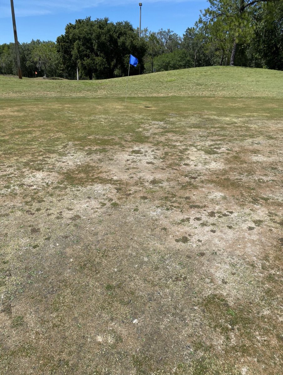 ClubProGuy's tweet photo. T-minus 6 days to Thursday Night Men’s League and  @MiguelVegaTurf ALREADY has the greens showing that #sheen. #TNML https://t.co/1X6i9QSPBU