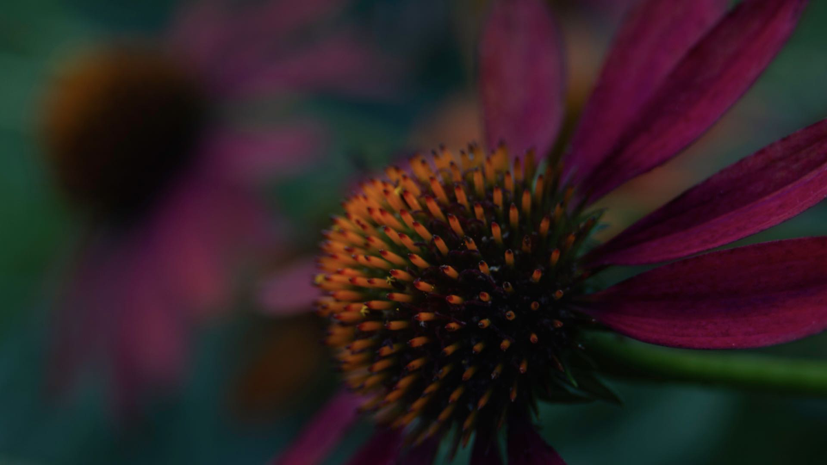 JeriLile's tweet photo. These are my favorite flower. And the monarchs love them too!
❦
And the app #dayflash displays your photos in full resolution-no cropping! https://t.co/5Qncj7bzZ8
