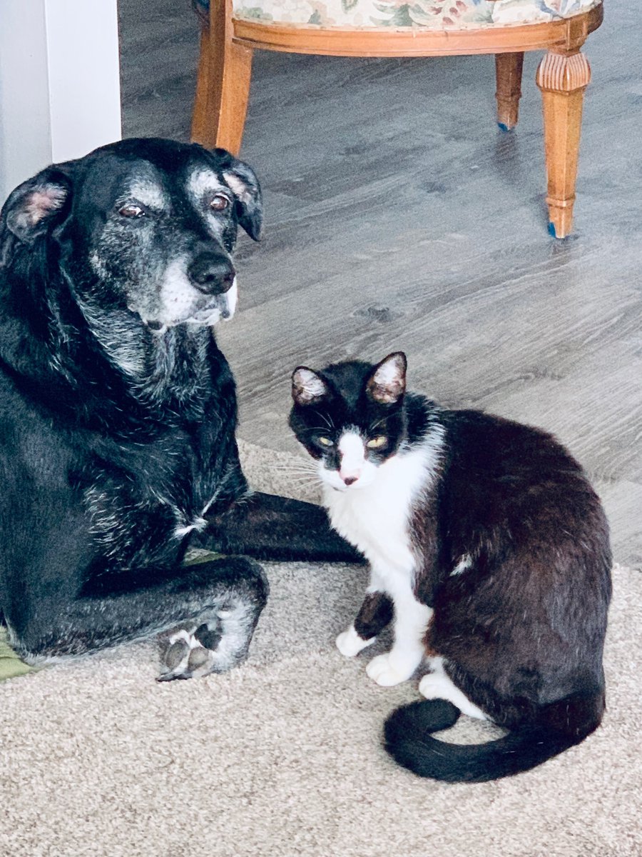 amyhoyt13's tweet photo. It’s #NationalMuttDay but I prefer #NationalPetDay  As you can see, Duke and Jack have been best buds for over ten years. #bestpetsever #lovemyboys https://t.co/uyeZOAIM7J
