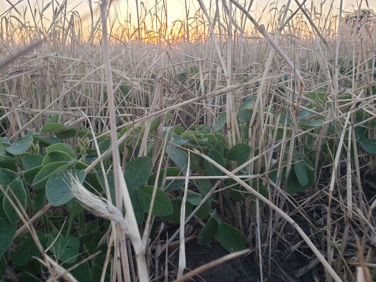 FarmrHuntr's tweet photo. Nearly same location 44 days apart
June 17 to July 31
#plantedgreen https://t.co/1vhaEcr5W7