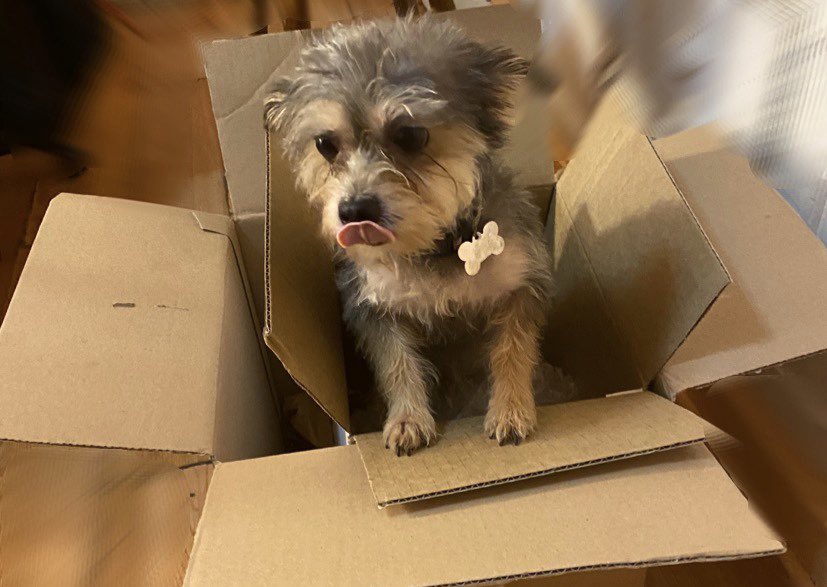 DoggyChanel_'s tweet photo. Armani in a box😂♥️♥️ https://t.co/KqxpIiGsdE