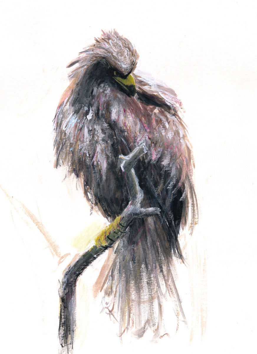 松木 直紀 マツキ ナオキ 鷹 昨年上野動物園で撮った写真を元に描いてみました 鳥って凄いフォトジェニックで どんなポーズをとっていてもかっこいいと思います 上野動物園 鳥 鷹 動物イラスト