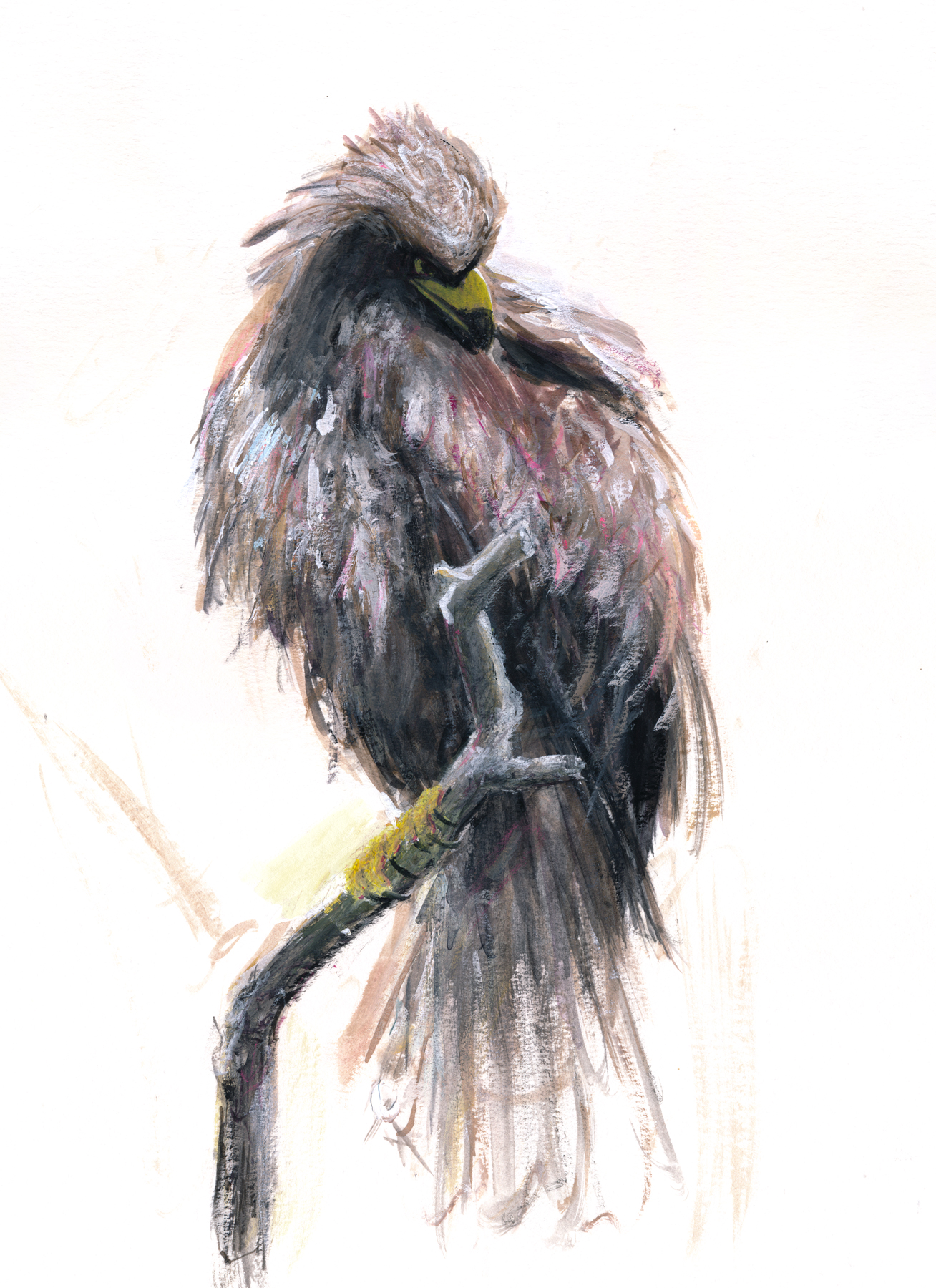 松木直紀 Naoki Matsuki 鷹 昨年上野動物園で撮った写真を元に描いてみました 鳥 って凄いフォトジェニックで どんなポーズをとっていてもかっこいいと思います 上野動物園 鳥 鷹 動物イラスト T Co 3ausy4g2is Twitter