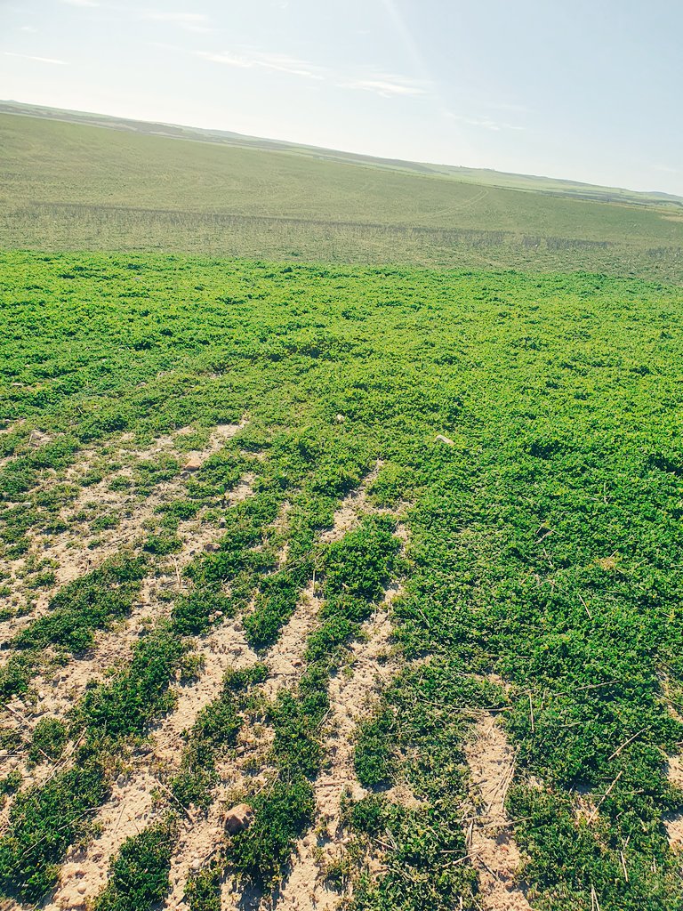 Uralba White Suffolk tweet media