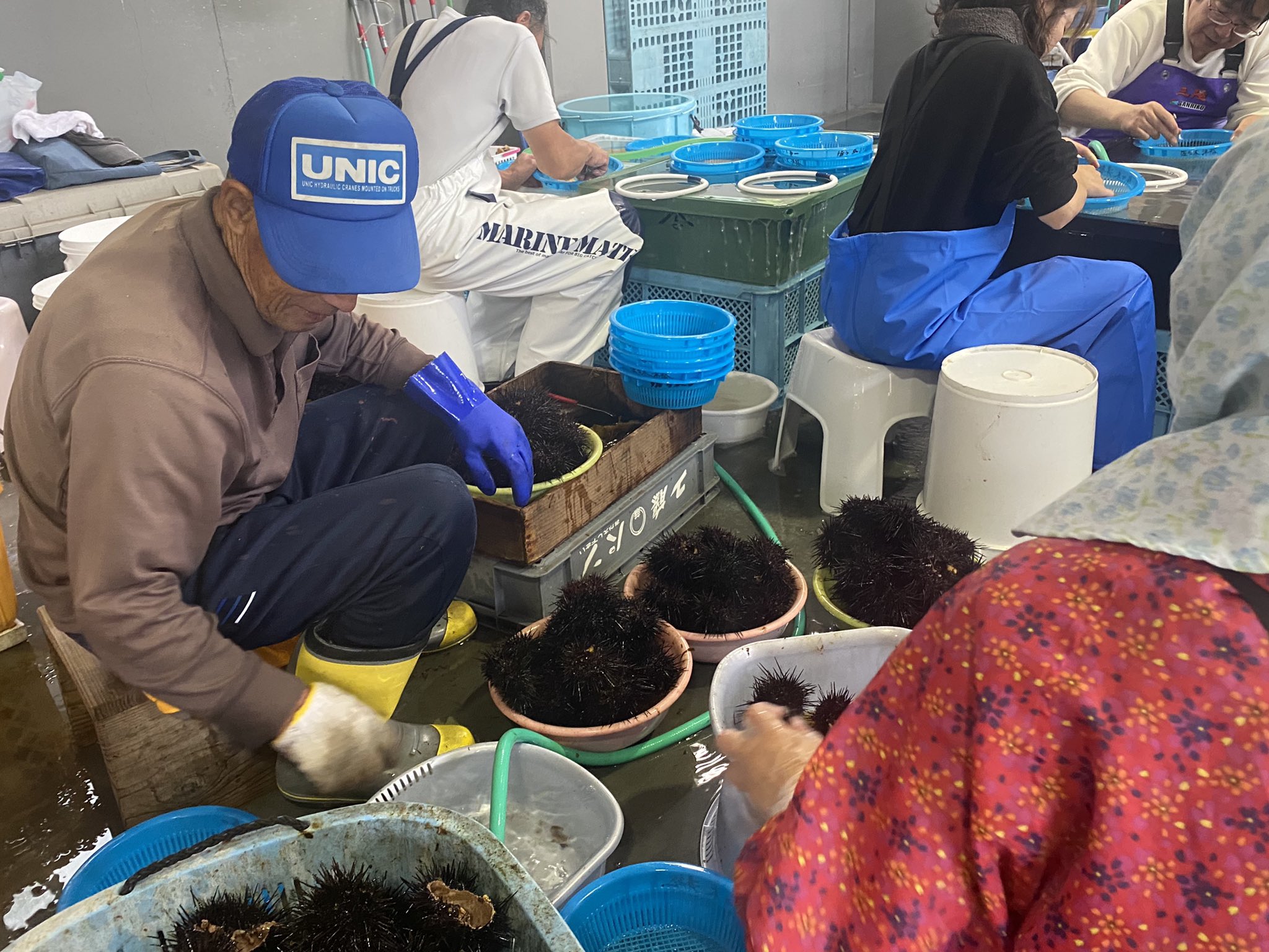 参議院議員 横沢たかのり 美味しい三陸のウニ 漁最盛期 三陸沿岸ではウニ漁が最盛期を迎えおります 家族総出の細かい手作業で ウニの口開け作業 出荷 地元いわてでは牛乳瓶等で販売されております 海と共に生きる皆様の思いを国政へ届ける 希望郷