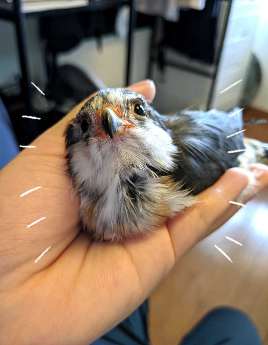 ピグミーファルコンのナッツ בטוויטר ピグミーファルコンの大きさは 現在爆誕して約4ヶ月のナッツですが成鳥になってもほぼこれから変わらないようです セキセイインコを気持ち一回り大きくした感じです 成人女性の手のひらにスポッと収まるフィット感