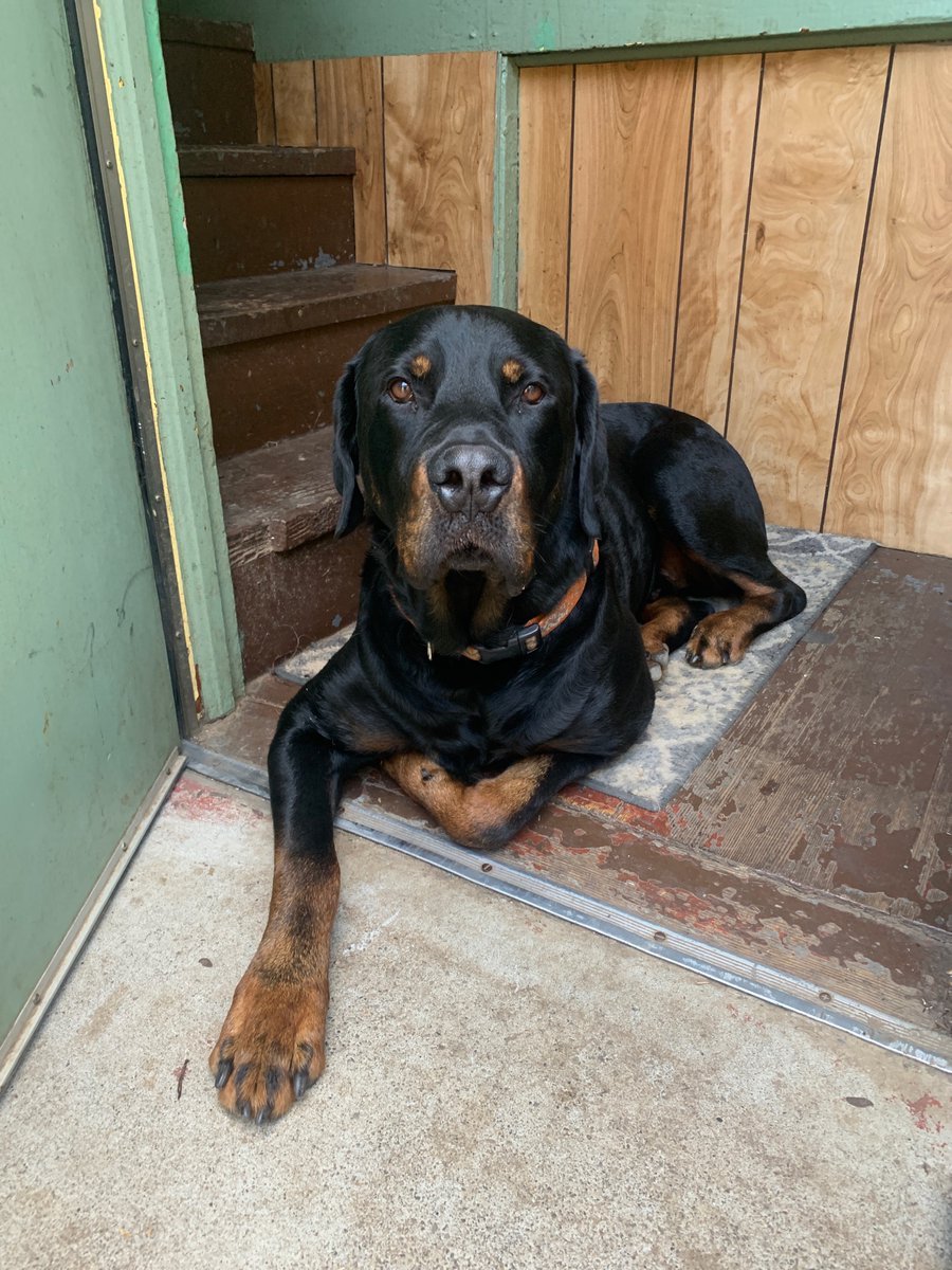 ColbyDrenner's tweet photo. @mikeyyrockz24 All you need is a 120lb Rottweiler my dude haha https://t.co/c6A0foC04J