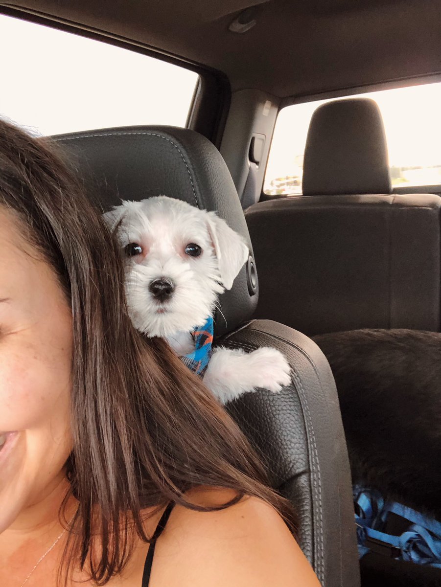 poppyips's tweet photo. Guys.. My heart is so full!!! 🐶💘🥰 @JustinWJennings &amp; I are happy to introduce Suko to our family!! 🎊

His full name is Sukoshi Shiroi Inu — meaning Little White Dog in Japanese! 🤍

#Schnauzer #NewPuppy #PuppyLove #Schnauzers #Suko #JapaneseNames #WhiteSchnauzer #OKCSchnauzer https://t.co/feM4RazZoy