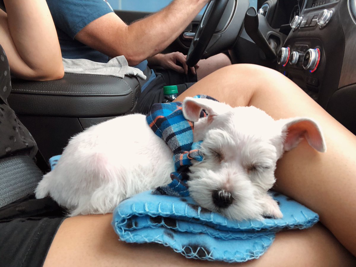 poppyips's tweet photo. Guys.. My heart is so full!!! 🐶💘🥰 @JustinWJennings &amp; I are happy to introduce Suko to our family!! 🎊

His full name is Sukoshi Shiroi Inu — meaning Little White Dog in Japanese! 🤍

#Schnauzer #NewPuppy #PuppyLove #Schnauzers #Suko #JapaneseNames #WhiteSchnauzer #OKCSchnauzer https://t.co/feM4RazZoy