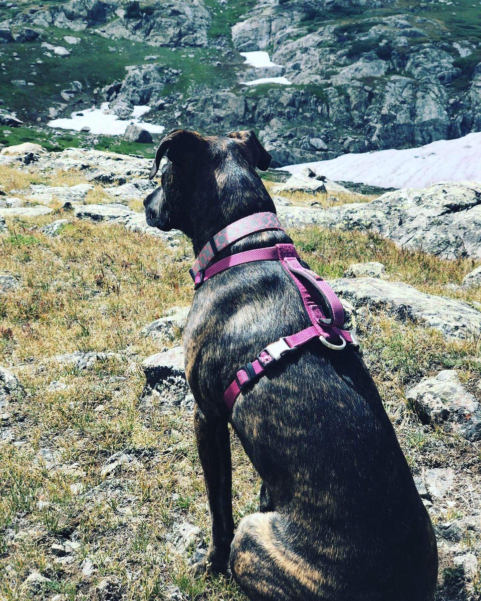 Just look at these amazing happy tails adoption update photos! Fantastic adopter Ryan writes “I rescued Peanut on Dec 10, 2018... We take a lot of adventures. On this trip we hiked Mt. Democrat, a 14er in Colorado...” 23/